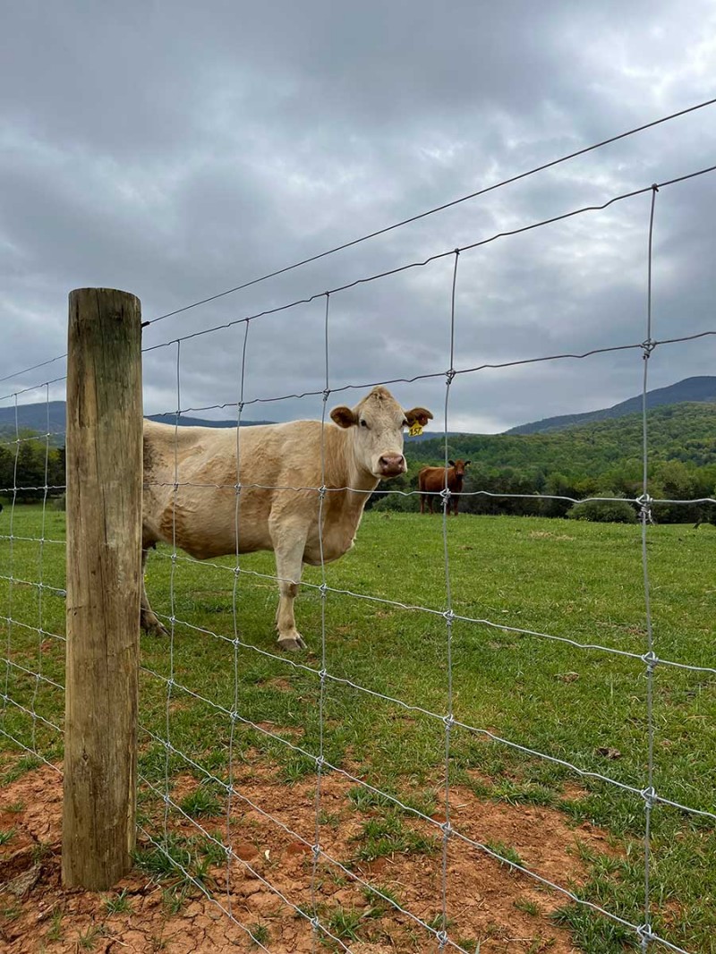 Cattle Farm Fence Mesh